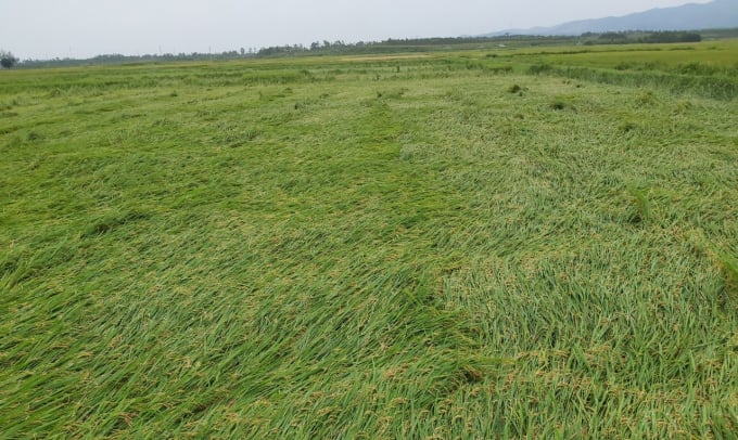 Cánh đồng lúa sắp thu hoạch bị đổ rạp tại huyện Quảng Ninh. Ảnh: T.P