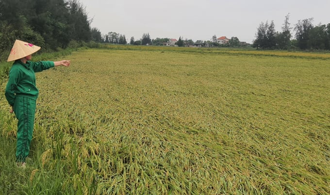Nếu không tiết kịp nước thì lúa trên đồng sẽ bị mọc mầm, nguy cơ mất mùa đối với nông dân Quảng Bình trong vụ đông xuân này rất nặng. Ảnh: T.P