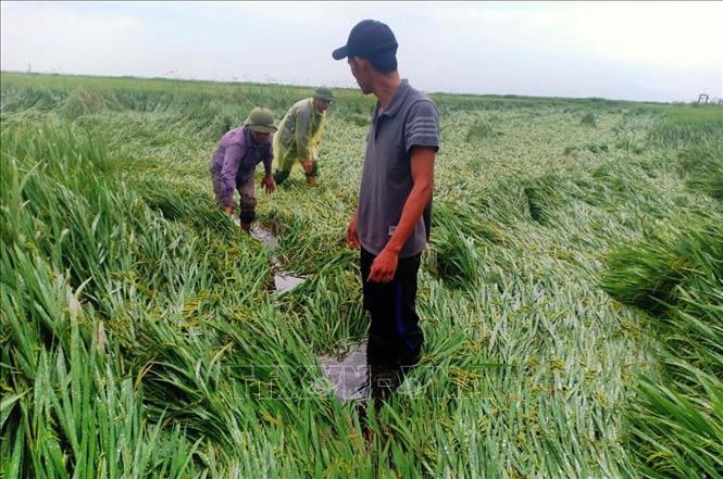 Nông dân Quảng Bình khắc phục, cứu lúa đổ rạp để mong hạn chế thiệt hại. Ảnh: V.Dung.