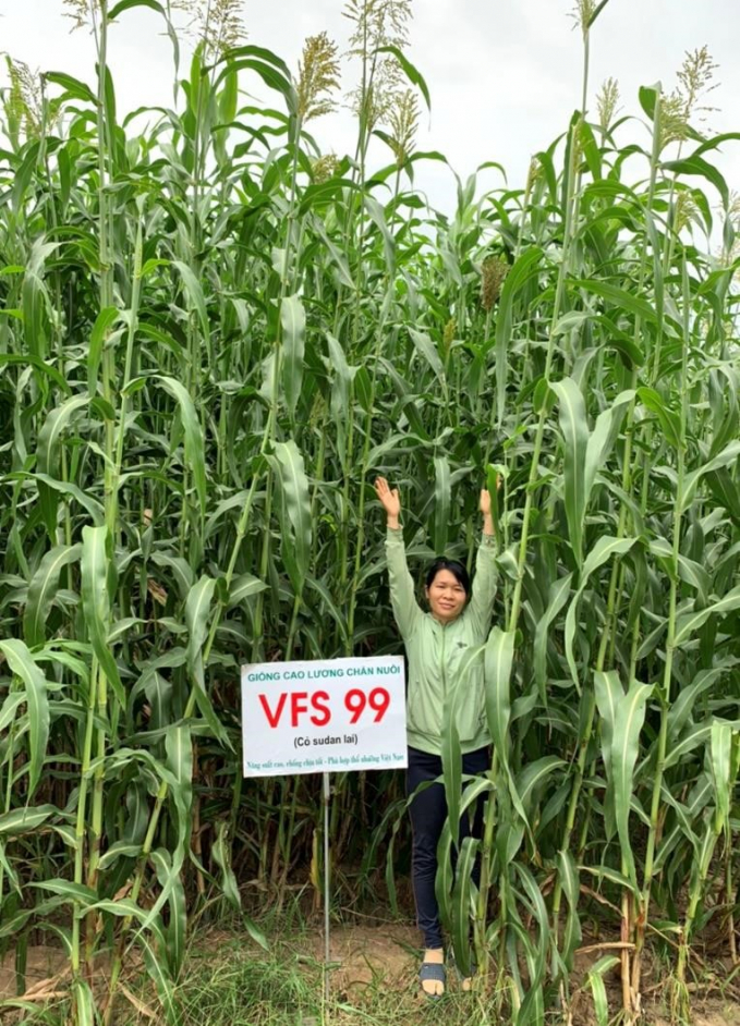 Cây cao lương VFS99 có thể cao tới 4 m nếu gieo trồng trong tháng 7. Ảnh: Bách Phong.