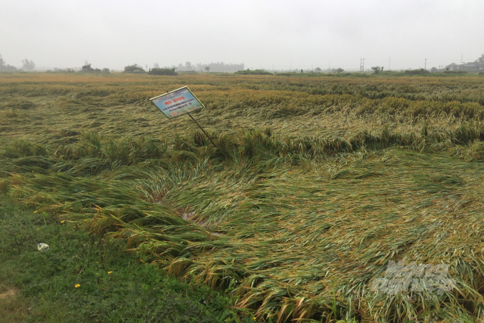 Thống kê cho thấy có khoảng 7.813 ha lúa bị đổ ngã trong đợt mưa này. Ảnh: CĐ.