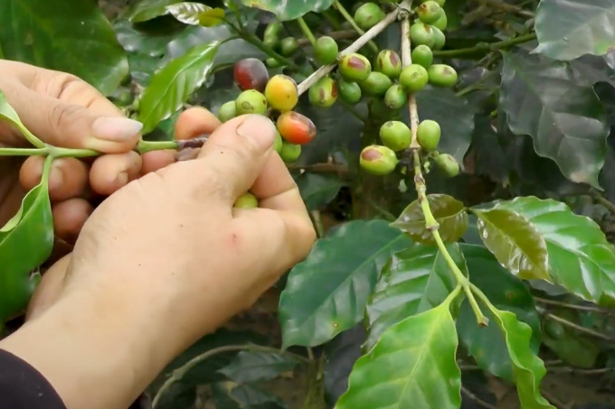 Farmers harvest Arabica coffee. Photo: Thanh Son.
