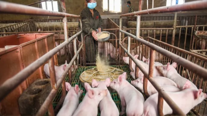 Các lệnh hạn chế và thuế quan mà Trung Quốc áp đặt đối với hai mặt hàng phân bón và thịt lợn đã khiến giá cả trên toàn thế giới tăng vọt. Ảnh: CNBC