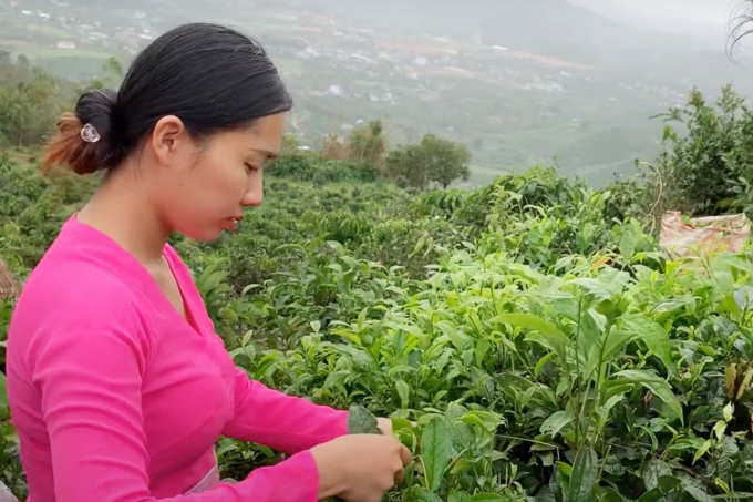 Harvesting tea in Lam Dong, Vietnam. Photo: Nguyen Thuy.