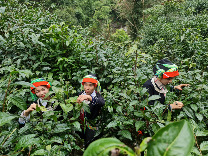 Shan Tuyet tea in Ha Giang is one of the outstanding agricultural products with OCOP stars. Photo: Dao Thanh.