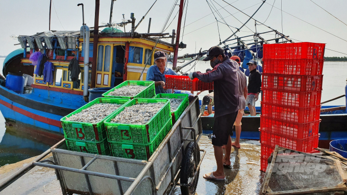 Bốc dỡ hải sản đánh bắt được tại cảng cá Cửa Việt. Ảnh: Võ Dũng.