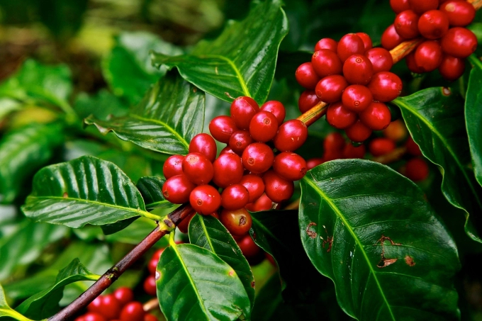 Coffee exports in the first quarter reached $1.3 billion. Photo: TL.