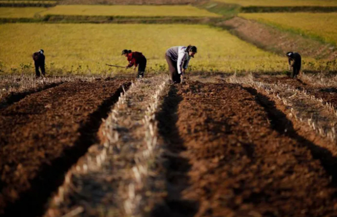 Nông dân Triều Tiên làm việc trên cánh đồng của một hợp tác xã nông nghiệp ở tỉnh Nam Hwanghae. Ảnh: Hyonhee Shin