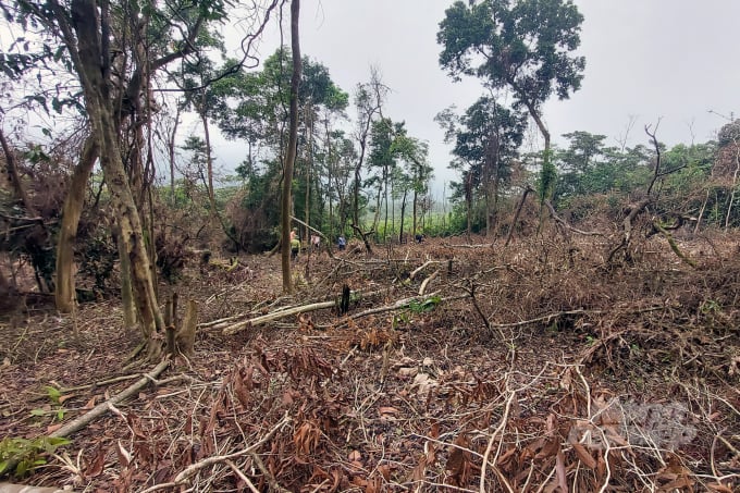 Hàng chục ha rừng tự nhiên tại Đakrông bị tàn phá chỉ trong một thời gian ngắn. Ảnh: Võ Dũng.