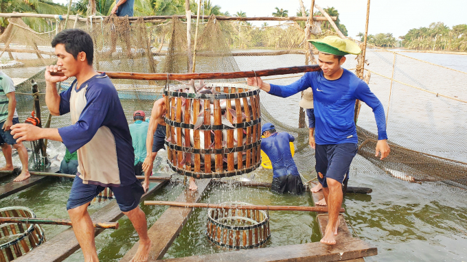 Can Tho farmers harvest tra fish. Photo: Kim Anh. 