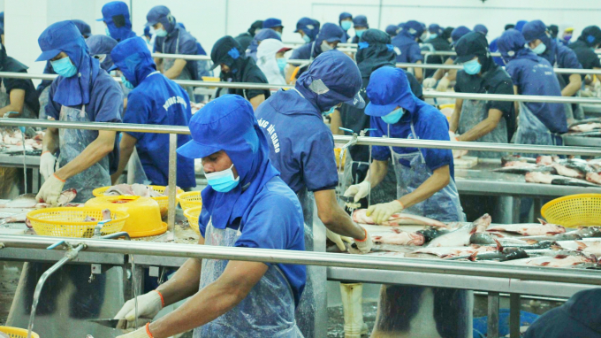 The Vietnam Association of Seafood Exporters and Producers (VASEP) forecasts that the shortage of material tra fish will continue until at least the end of the second quarter of 2022. Photo: Kim Anh.