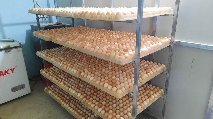 Trứng gà được khử trùng, bảo quản trước khi đưa vào máy ấp. Ảnh: Nguyễn Thành.