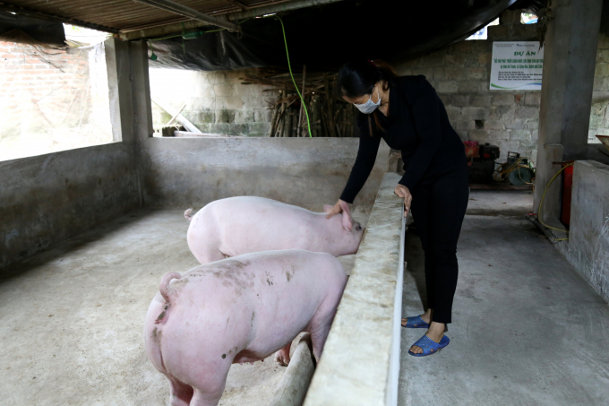 Chị Hoàng Thị Xìn - một trong 16 hộ dân được hỗ trợ từ Dự án 'Hỗ trợ phát triển chăn nuôi lợn sinh sản an toàn sinh học' của Công ty AES Mông Dương.