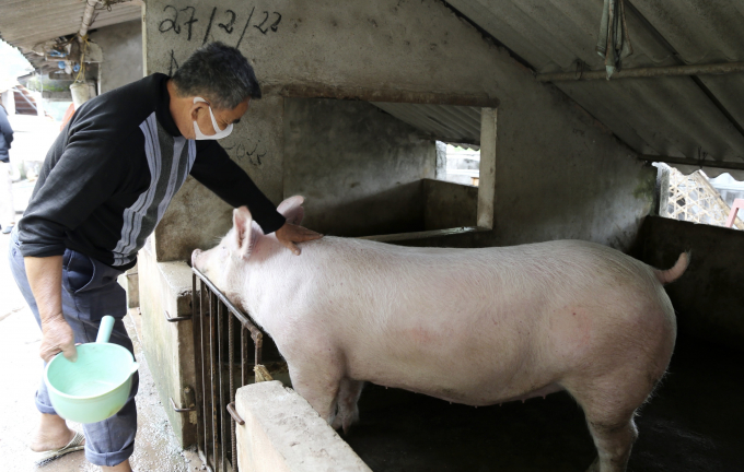 Ông Điệp Văn Ngọc, một hộ dân tham gia dự án cho biết lợn được hỗ trợ của dự án phát triển rất tốt, đẹp mã.
