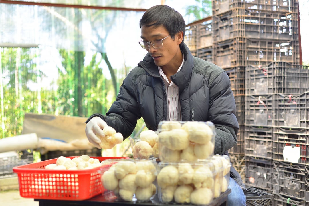 Hiện nay, cùng với việc đáp ứng sản phẩm nấm hầu thủ tươi, gia đình anh Nguyễn Minh Thuận đang phát triển thêm các sản phẩm nấm cấp đông, nấm ướp gia vị và chế biến hoàn chỉnh, nấm sấy khô để làm chà bông, làm trà...  