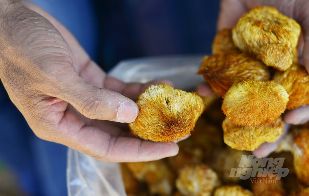 Đối với sản phẩm nấm hầu thủ khô, để ra được 1kg thành phẩm cần tới 11kg nấm tươi. Loại nấm này hiện có giá trên 1 triệu đồng/kg và gia đình anh Nguyễn Minh Thuận chỉ sản xuất theo đơn đặt hàng.
