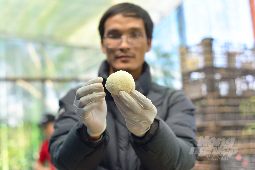 Rủi ro lớn nhất hiện nay đối với việc trồng nấm hầu thủ tại Đà Lạt, Lạc Dương là chất lượng nấm bị giảm vào mùa mưa do nấm hút quá nhiều nước. 