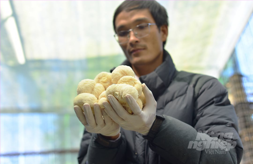 Với tổng diện tích 1.000m2 nhà nấm, mỗi ngày gia đình anh Nguyễn Minh Thuận thu hoạch từ 120-150kg nấm và bán cho các đối tác tại TP.HCM, Hà Nội.