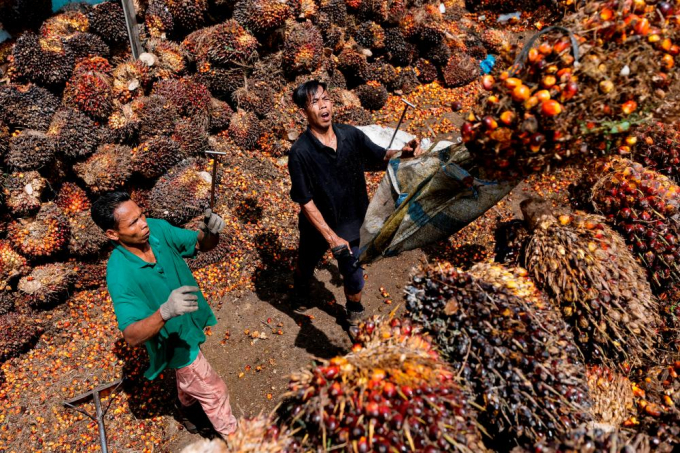Nhiều hộ nông dân trồng dầu cọ ở Indonesia than thở thu nhập bị sụt giảm sau quyết định cấm xuất khẩu của chính phủ. Ảnh: Reuters