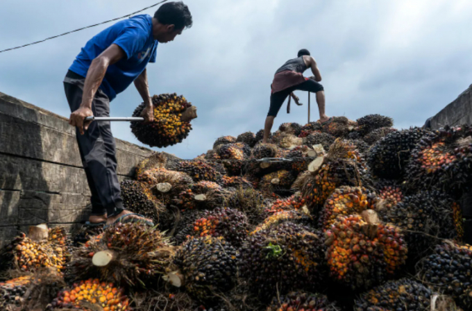 Nhân công thu hoạch trái cây dầu cọ ở Aceh, Indonesia, ngày 29 tháng 2 năm 2020. Ảnh: AFP