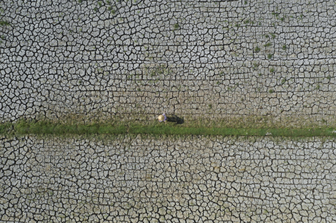 Hình ảnh chụp từ trên cao một cánh đồng lúa bị chết khô do thiếu nước tưới ở xã An Phú Trung, huyện Ba Tri, tỉnh Bến Tre hồi tháng 3/2000. Ảnh: VCCI