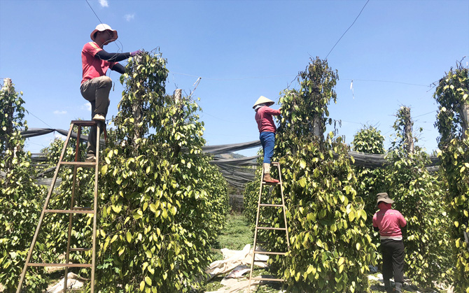 Vietnam's pepper imported into China increased sharply in the first quarter. Photo: TL.