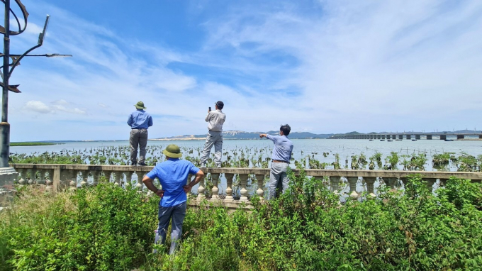 Đoàn công tác của UNDP khảo sát rừng ngập mặn trên đầm Thị Nại (Thành phố Quy Nhơn, Bình Định). Ảnh: A.T.