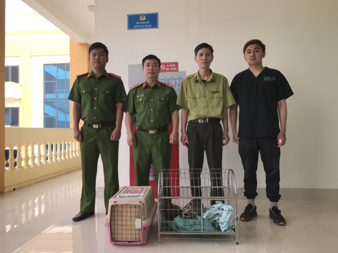 Công an TP Điện Biên tịch thu 5 cá thể mèo bị nuôi nhốt trái phép và bàn giao cho Trung tâm Cứu hộ, Bảo tồn và Phát triển sinh vật (Vườn quốc gia Cúc Phương). 