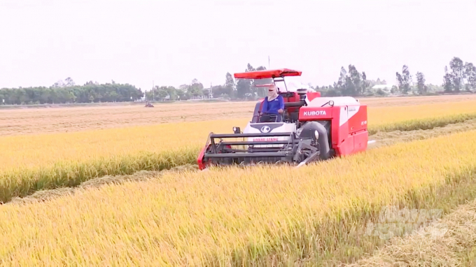 Thu hoạch lúa tại cánh đồng lớn của HTX Khiết Tâm, tại xã Thạnh Lợi, huyện Vĩnh Thạnh, TP Cần Thơ. Ảnh: Kim Anh.