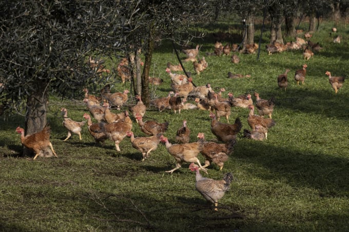 Chickens in Italy. Photo: Riccardo De Luca