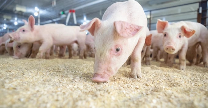 Pig production globally is struggling due to high feed prices. Photo: TL.