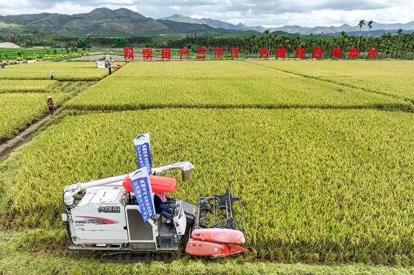 Máy gặt đập liên hợp thu hoạch lúa lai ở Tam Á hôm 6/5. Ảnh: Chinadaily