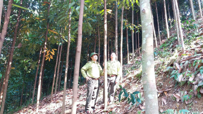 Diversifying forest products for export is one of the important goals in the program of sustainable forestry development of Thai Nguyen province. Photo: Dong Van Thuong.