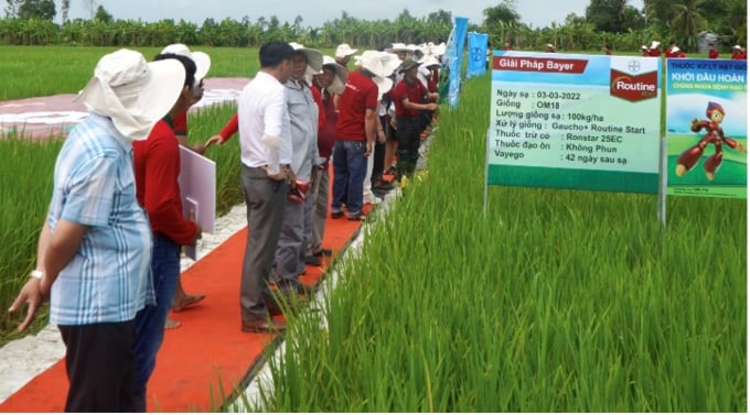 Nông dân thăm ruộng lúa được xử lý hạt giống bằng sản phẩm Routine Start tại Hậu Giang.