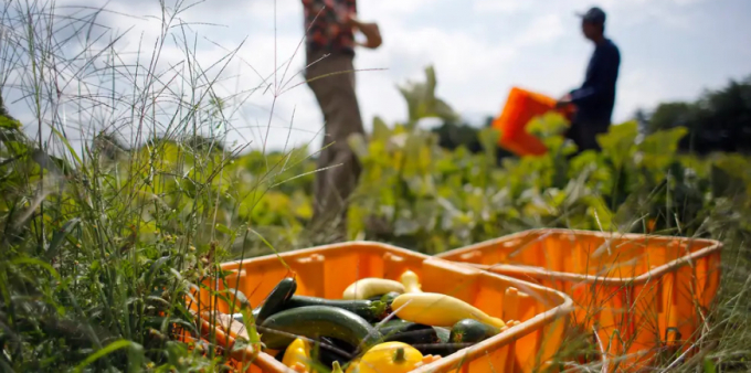 Over 200,000 temporary agricultural workers come to the United States each year. Photo: Derek Davis/Portland Portland Press Herald via Getty Images