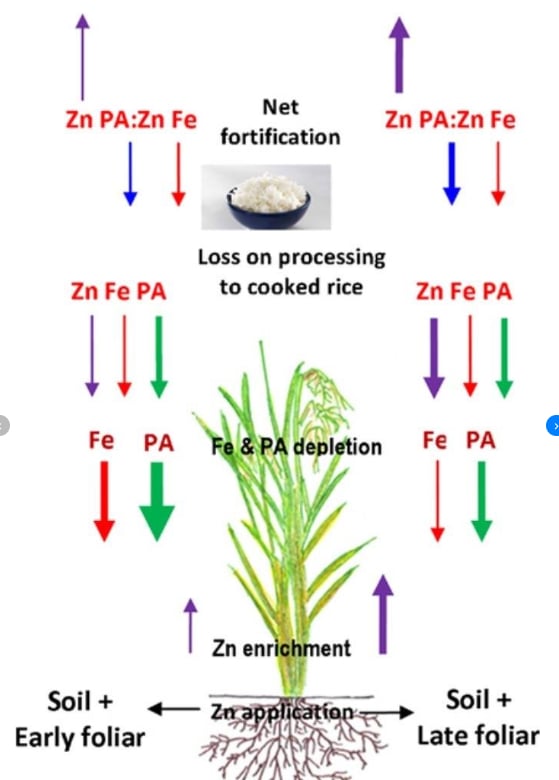 Quy trình tăng cường chất dinh dưỡng cho cây lúa. Nguồn: Researchgate
