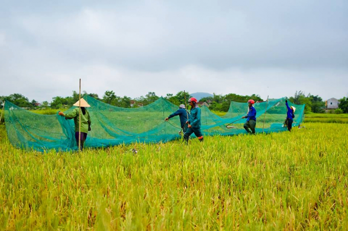 Thời điểm này, một số diện tích lúa xuân sớm ở huyện Nghi Xuân (Hà Tĩnh) bắt đầu cho thu hoạch. Những ổ cào cào lớn xuất hiện ngày càng dày đặc, thu hút đội quân 'săn' cào cào từ Nghệ An vào đánh bắt.