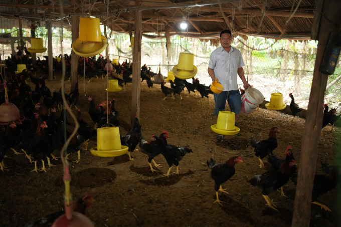Trang trại gà Minh Dư của anh Tô Quốc Tú lớn nhanh, khoẻ mạnh nhờ nuôi áp dụng quy trình phòng bệnh đầy đủ.