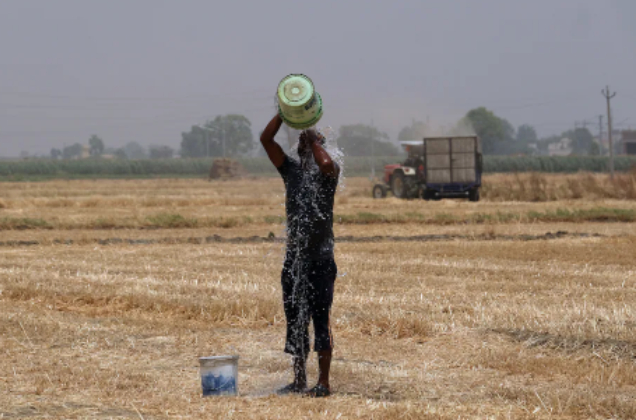 A farmer pours water on himself while working at a wheat farm in Punjab, India, on May 1. Photo: Bloomberg