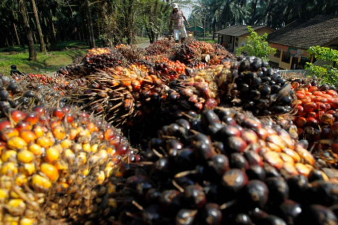 The Indonesian government says its ban on exports of palm oil is necessary to ensure domestic supply and stabilise prices. Photo: Supri/Reuters
