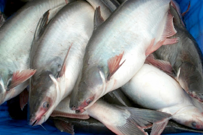 Vietnamese pangasius export to Canada increased sharply in the first four months of this year.
