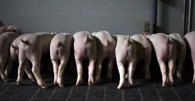 Người chăn nuôi lợn đang đứng trước ngã rẽ sớm thanh toán được dịch bệnh nguy hiểm nhờ thành tựu vacxin tả lợn Châu Phi. Ảnh: Poultry World