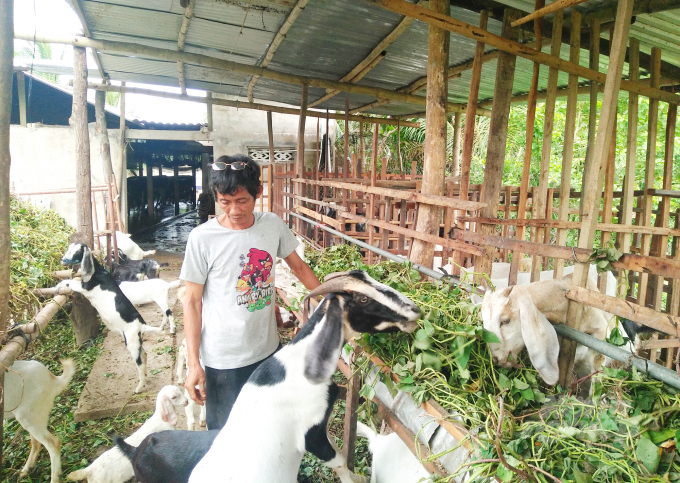 Trang trại nuôi dê ngoại nhiều nhất rộng tới 15ha ở Hà Nội có gì đặc biệt   Trang Trại Dê DTH FARM