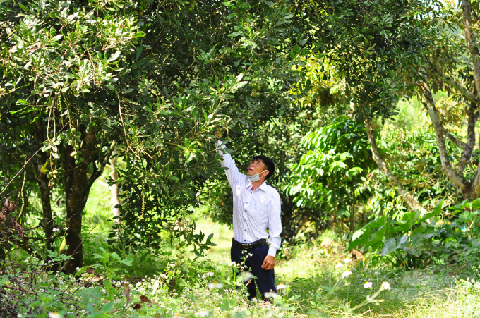Lam Dong has evaluated and selected a set of macadamia varieties suitable for local soil and climate conditions. Photo: Minh Hau.
