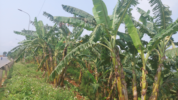 The price of Siamese bananas has hit the bottom, making banana growers no longer interested in taking care of them, and the grass is overgrown. Photo: Vo Dung.