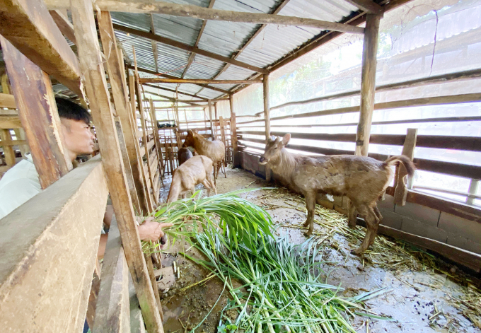 Nai rất dễ nuôi, dễ chăm sóc, ít bệnh. Thức ăn của nai chủ yếu là các loại cỏ dại. Ảnh: Lê Hoàng Vũ.