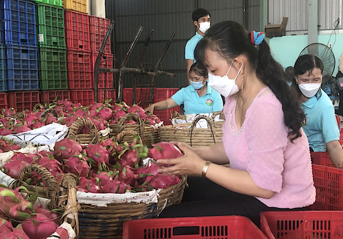 Tien Giang is digitalizing their key crops including dragon fruit. Photo: Minh Dam.