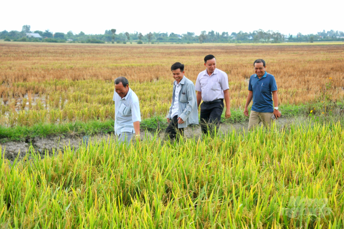 After 5 years of the VnSAT project implementation, efficiency of rice production in many areas has been 20-25% higher in terms of yield, with significantly reduced costs while profits increased by 10-15%. Photo:  Ngoc Thang.
