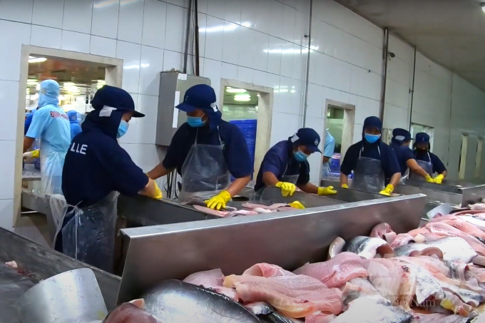 Pangasius processing for export at a seafood factory in Vinh Long. Photo: Thanh Son.
