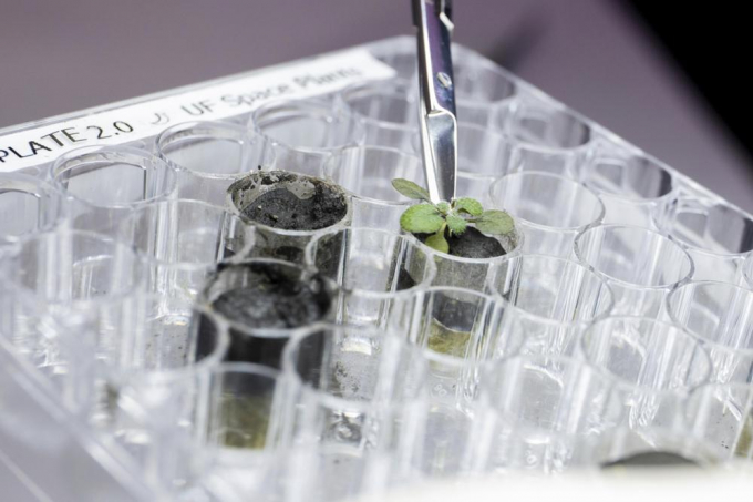 In this 2021 photo provided by the University of Florida, Institute of Food and Agricultural Sciences, a researcher harvests a thale cress plant growing in lunar soil, at a laboratory in Gainesville, Fla. For the first time, scientists have used lunar soil collected by long-ago moonwalkers to grow plants, with results promising enough that NASA and others already are envisioning hothouses on the moon for the next generation of lunar explorers. Photo: Tyler Jones/UF/IFAS via AP